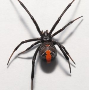 Latrodectus hasselti at Evatt, ACT - 19 May 2022 03:54 PM