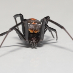 Latrodectus hasselti at Evatt, ACT - 19 May 2022 03:54 PM