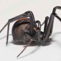 Latrodectus hasselti at Evatt, ACT - 19 May 2022