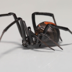 Latrodectus hasselti at Evatt, ACT - 19 May 2022