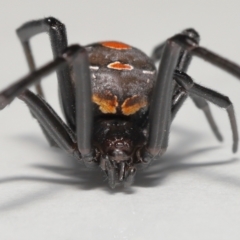 Latrodectus hasselti at Evatt, ACT - 19 May 2022