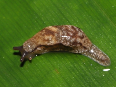 Cystopelta astra (Snowy Mountains Humpback Slug) at Acton, ACT - 28 Apr 2022 by TimL