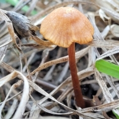 Laccaria sp. (Laccaria) at Umbagong District Park - 19 May 2022 by trevorpreston