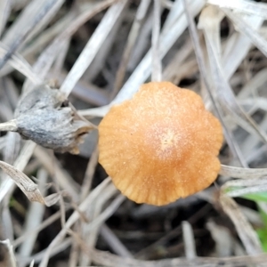 Laccaria sp. at Latham, ACT - 19 May 2022