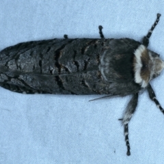 Zyganisus fulvicollis (A Wood moth) at Paddys River, ACT - 18 May 2022 by jb2602