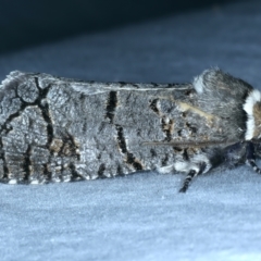 Zyganisus fulvicollis at Paddys River, ACT - 18 May 2022