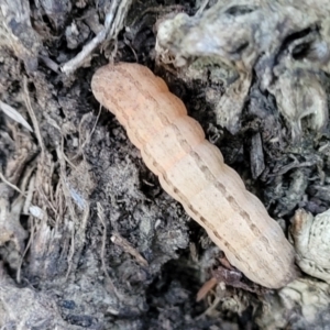 Hadeninae sp. (subfamily) at Latham, ACT - 19 May 2022