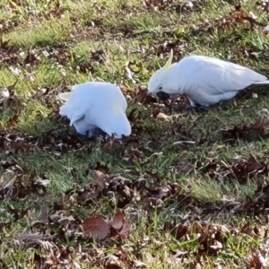 Cacatua galerita at Mawson, ACT - 20 May 2022 09:13 AM