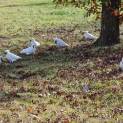 Cacatua galerita at Mawson, ACT - 20 May 2022 09:13 AM