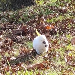 Cacatua galerita at Mawson, ACT - 20 May 2022 09:13 AM