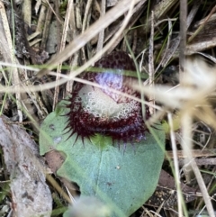 Corysanthes hispida (Bristly Helmet Orchid) at Black Mountain - 10 Apr 2022 by Ned_Johnston