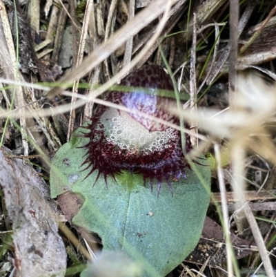 Corysanthes hispida (Bristly Helmet Orchid) at Bruce, ACT - 10 Apr 2022 by Ned_Johnston
