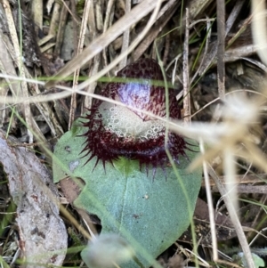 Corysanthes hispida at Bruce, ACT - 10 Apr 2022