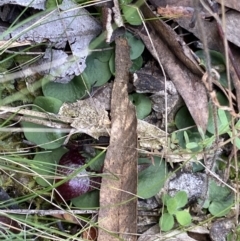 Corysanthes hispida at Bruce, ACT - 10 Apr 2022