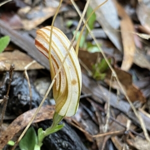 Diplodium truncatum at Gundaroo, NSW - suppressed