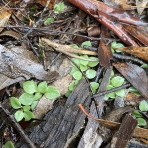Diplodium truncatum at Gundaroo, NSW - 15 May 2022