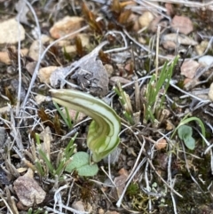 Diplodium truncatum (Little Dumpies, Brittle Greenhood) at Bruce, ACT - 5 Apr 2022 by Ned_Johnston