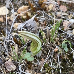 Diplodium truncatum at Bruce, ACT - 5 Apr 2022