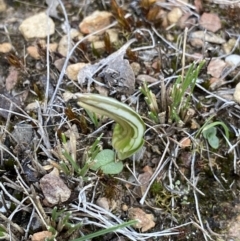 Diplodium truncatum at Bruce, ACT - suppressed