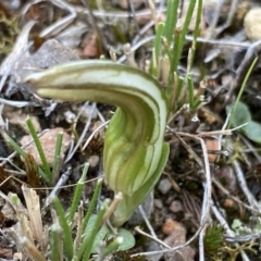 Diplodium truncatum at Bruce, ACT - suppressed