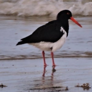 Haematopus longirostris at Balgal Beach, QLD - suppressed