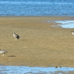 Esacus magnirostris at Balgal Beach, QLD - 6 Jul 2013 03:48 PM