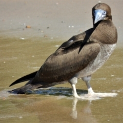 Sula leucogaster (Brown Booby) at Balgal Beach, QLD - 28 Jun 2014 by TerryS