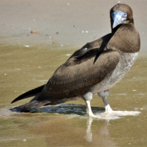 Sula leucogaster (Brown Booby) at Balgal Beach, QLD by TerryS