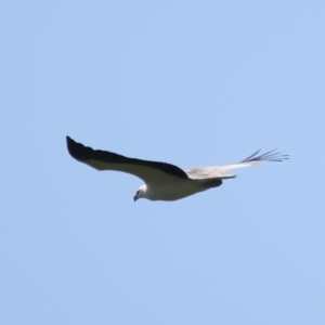 Haliaeetus leucogaster at Coree, ACT - 17 May 2022