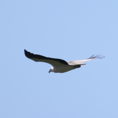Haliaeetus leucogaster (White-bellied Sea-Eagle) at Coree, ACT - 17 May 2022 by jb2602