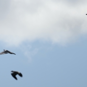 Haliaeetus leucogaster at Coree, ACT - 17 May 2022