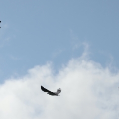 Haliaeetus leucogaster at Coree, ACT - 17 May 2022