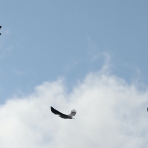 Haliaeetus leucogaster at Coree, ACT - 17 May 2022