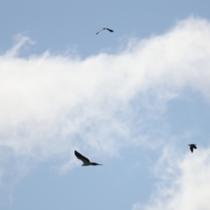 Haliaeetus leucogaster at Coree, ACT - 17 May 2022