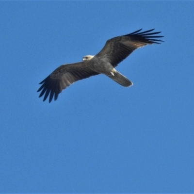 Haliastur sphenurus (Whistling Kite) at Clemant, QLD - 29 May 2016 by TerryS