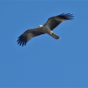 Haliastur sphenurus (Whistling Kite) at Clemant, QLD by TerryS