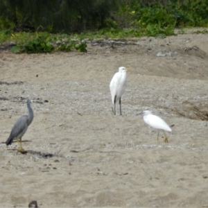 Egretta novaehollandiae at Clemant, QLD - 6 Jul 2013 10:08 AM