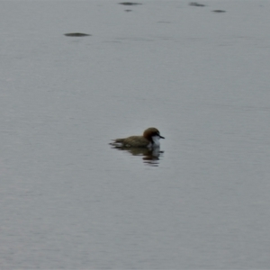 Charadrius ruficapillus (Red-capped Plover) at Balgal Beach, QLD by TerryS