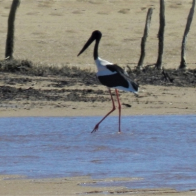 Ephippiorhynchus asiaticus (Black-necked Stork) at Rollingstone, QLD - 7 Jul 2013 by TerryS