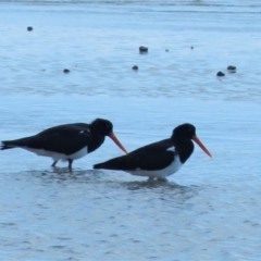 Haematopus longirostris (Australian Pied Oystercatcher) at Clemant, QLD - 25 Oct 2013 by TerryS