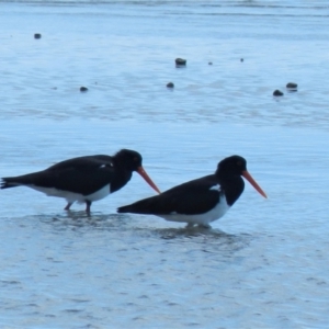 Haematopus longirostris (Australian Pied Oystercatcher) at Clemant, QLD by TerryS