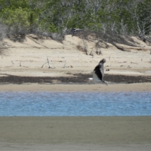 Haliaeetus leucogaster at Clemant, QLD - 26 Oct 2013 10:37 AM