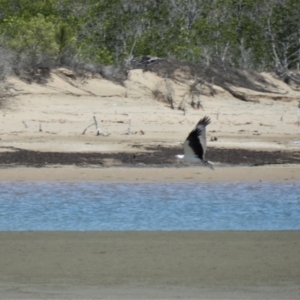 Haliaeetus leucogaster at Clemant, QLD - 26 Oct 2013 10:37 AM