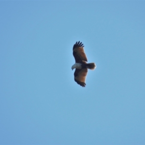 Haliastur indus (Brahminy Kite) at Clemant, QLD by TerryS