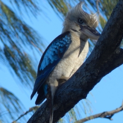 Dacelo leachii (Blue-winged Kookaburra) at Balgal Beach, QLD - 26 Oct 2013 by TerryS