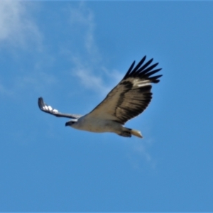 Haliaeetus leucogaster (White-bellied Sea-Eagle) at Balgal Beach, QLD by TerryS