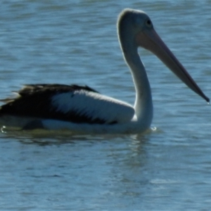 Pelecanus conspicillatus at Balgal Beach, QLD - 29 Jun 2014 11:11 AM