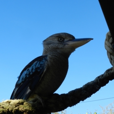 Dacelo leachii (Blue-winged Kookaburra) at Balgal Beach, QLD - 29 Jun 2014 by TerryS