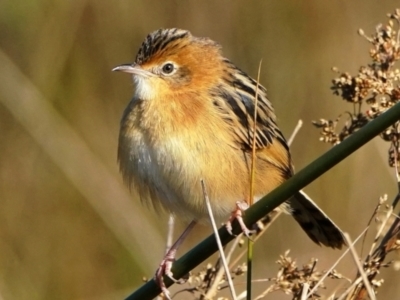 Cisticola exilis (Golden-headed Cisticola) at Fyshwick, ACT - 19 May 2022 by DonTaylor