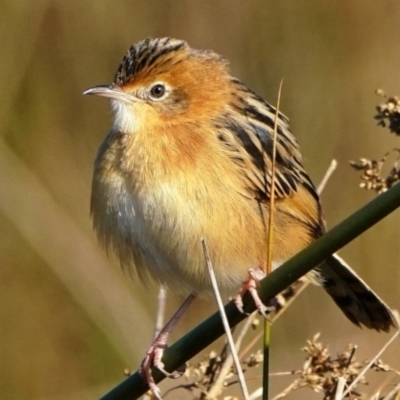 Cisticola exilis (Golden-headed Cisticola) at Fyshwick, ACT - 19 May 2022 by DonTaylor